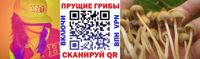 Псилоцибиновые грибы мицелий  Чайковский 